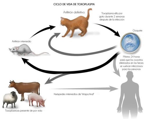 Ciclo de vida toxoplasmosis